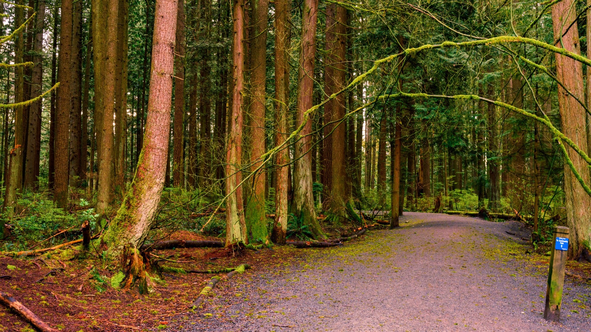 Urban forest trail at Mundy Park in Coquitlam highlighting springtime lichen-covered trees and branches