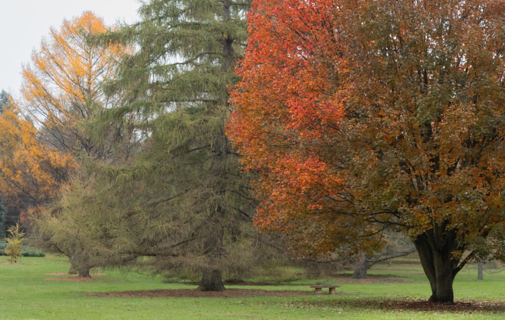 Autumn foliage at the arboretum