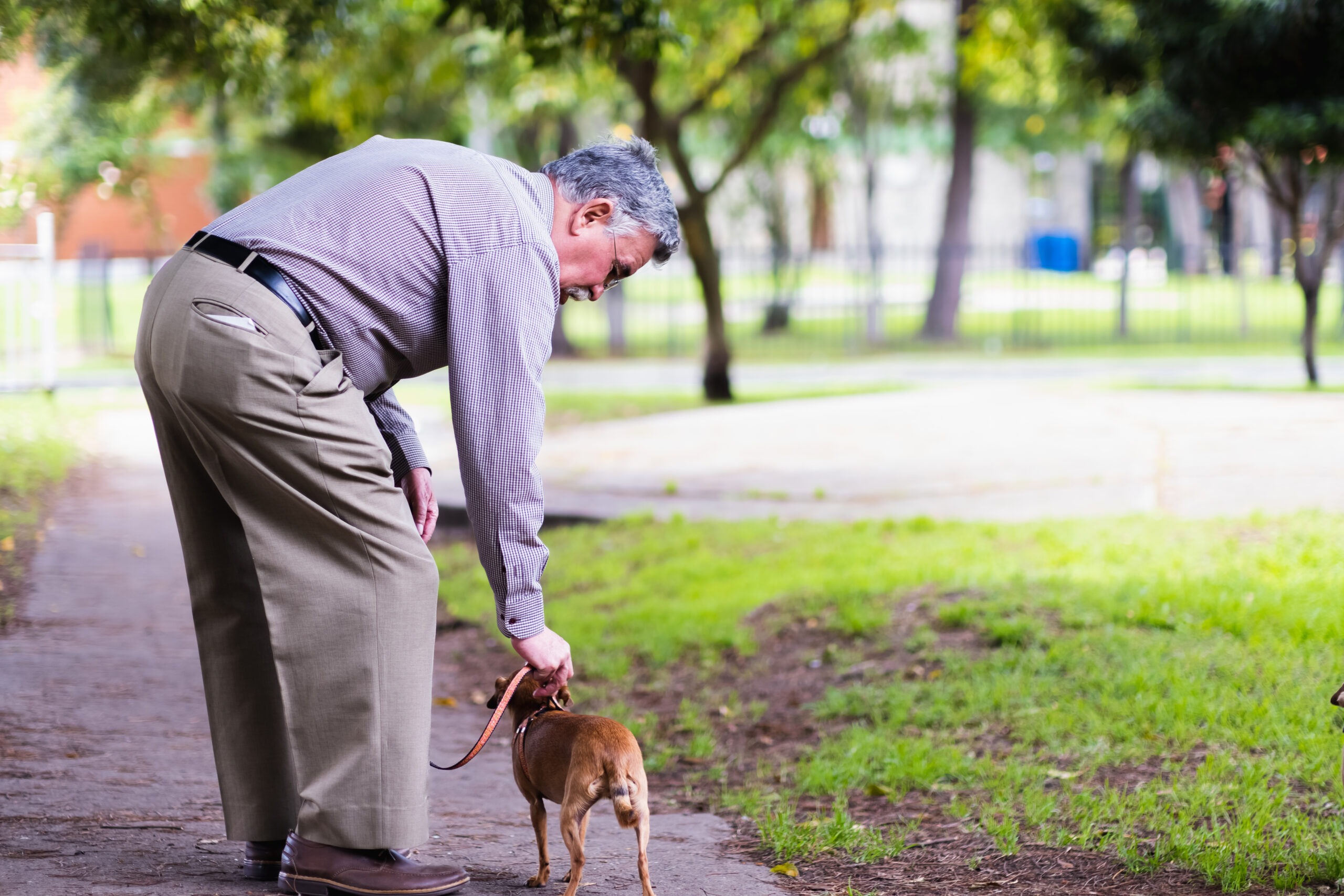 Senior man bends over to leash his dog in the park