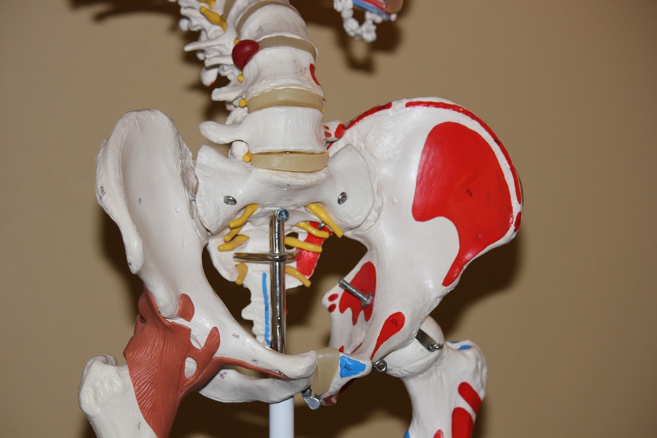 Close-up of the hips on an anatomical skeleton in a doctors office