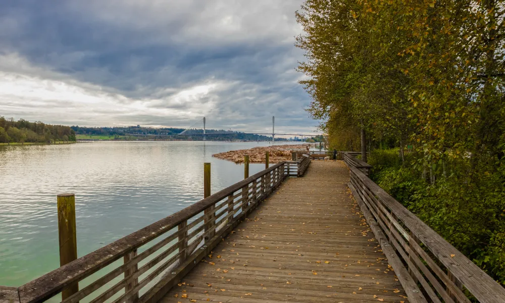 A wooden promenade along the Fraser River in Coquitlam City, yellowed trees along the bank, a bridge across the river on the horizon