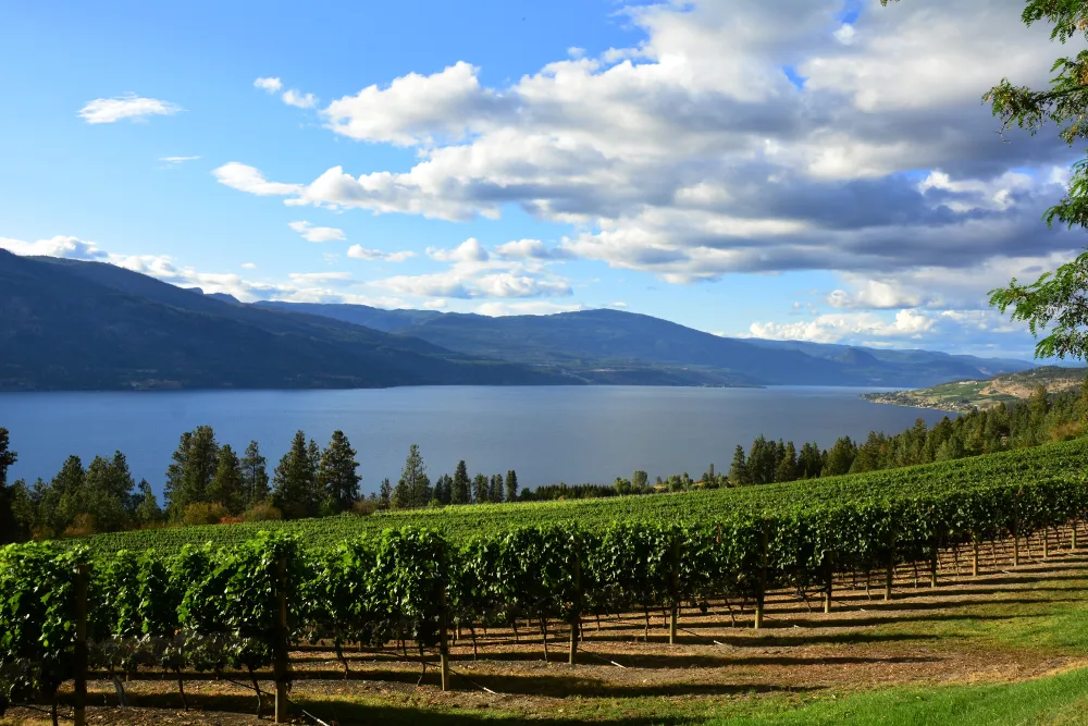 Vines and vineyards of the Okanagan Valley at Kelowna BC